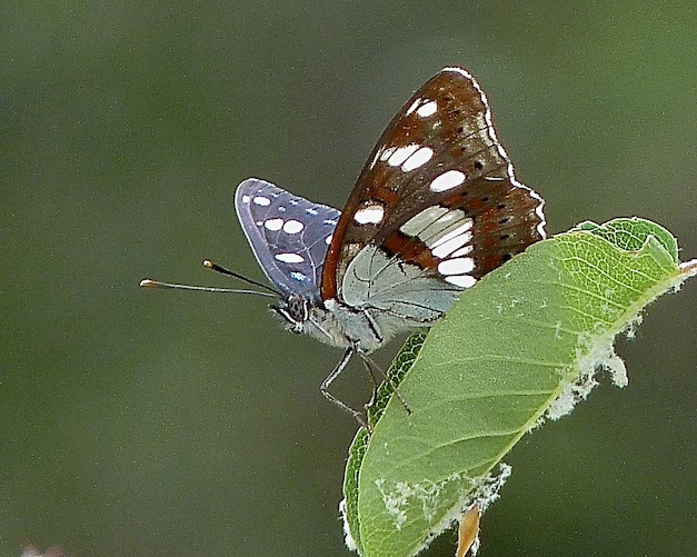 southern white admiral